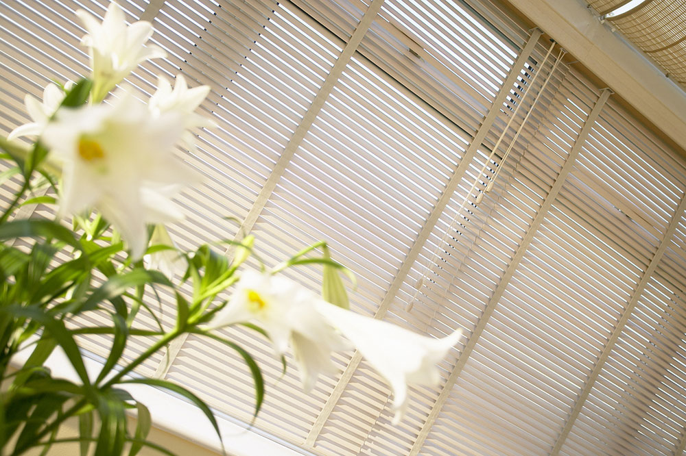 Birch Woodslat Venetian Blinds - BBD Blinds Ltd - Bishop